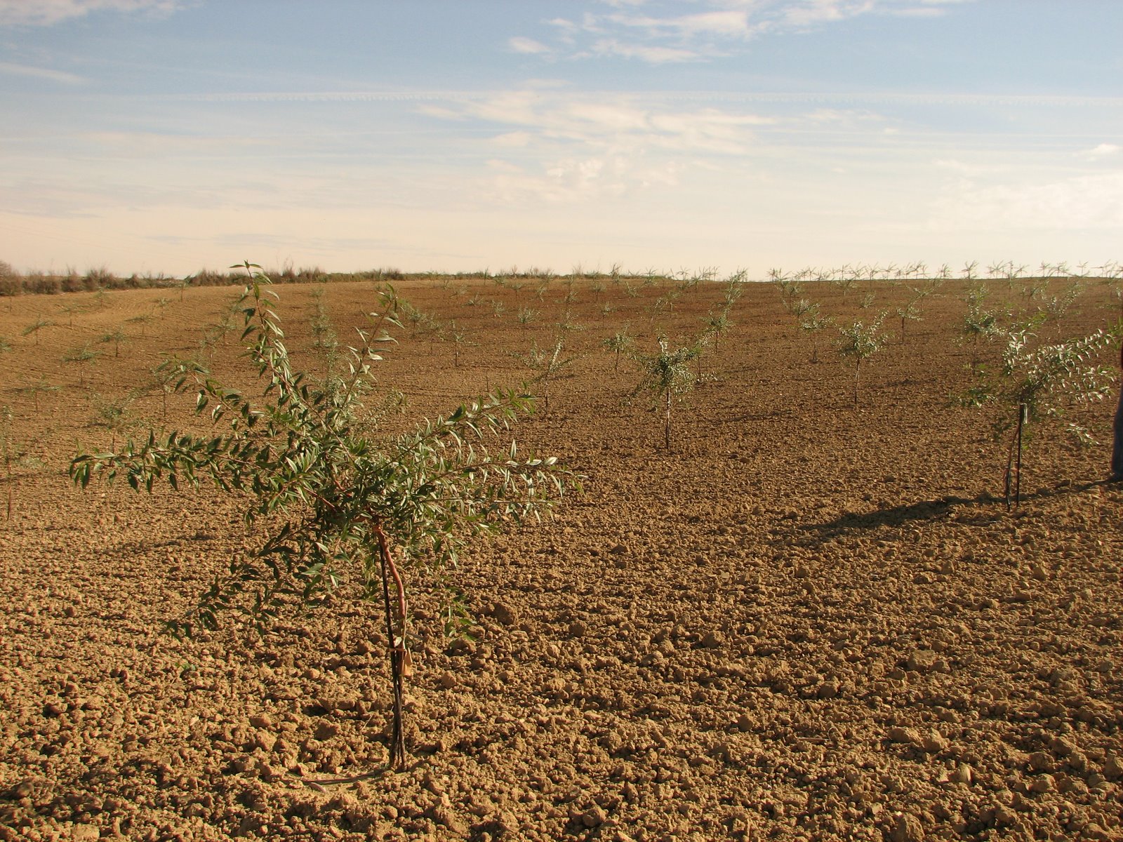 Plantación de Almendros Variedad Antoñeta ® en Trigueros (Huelva)